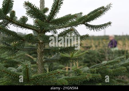 08. November 2024, Brandenburg, Werder (Havel): Zahlreiche Tannen bedecken eine Fläche von vielen Hektar. Im Hintergrund geht eine Person durch die Baumplantage. Die diesjährige Weihnachtsbaumsaison im Land Brandenburg wurde mit dem Fällen der ersten Tannen eröffnet. Foto: Michael Bahlo/dpa Stockfoto