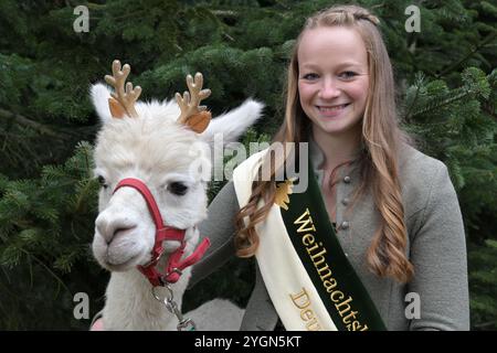 08. November 2024, Brandenburg, Werder (Havel): Die deutsche Christbaumkönigin Sarah Neßhöver steht vor Weihnachtsbäumen mit einem als Rentier gekleideten Alpaka. Die diesjährige Weihnachtsbaumsaison wurde in Brandenburg mit dem Schneiden der ersten Tannen eröffnet. Foto: Michael Bahlo/dpa Stockfoto