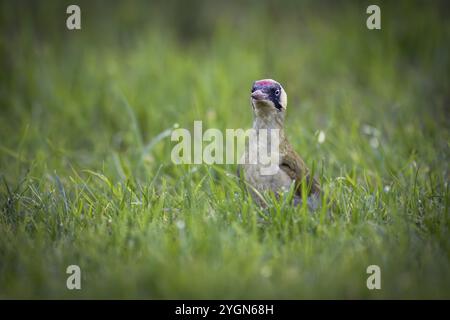 Grünspecht (Picus viridis), Jungvogel auf der Wiese, Rosensteinpark, Stuttgart, Baden-Württemberg, Deutschland, Europa Stockfoto