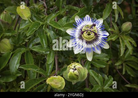 Blick von oben auf eine exotische, blau-violette Passionsblume (Passiflora), Royal Botanic Gardens (Kew Gardens), UNESCO-Weltkulturerbe, Kew, Greater London, Stockfoto