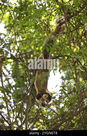 Sri Lanka Riesenhörnchen (Ratufa macroura) kopfüber auf einem Baum, Habarana, Anuradhapura, Nordprovinz, Sri Lanka, Asien Stockfoto