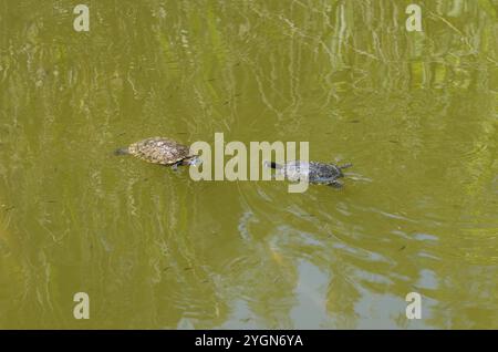 Zwei Schildkröten schwimmen nebeneinander im Wasser, Schildkröten, Kaspische Schildkröte (Mauremys caspica), Schildkrötensee Mavrobara, Chalkidiki, Chalkidiki, Central Mace Stockfoto