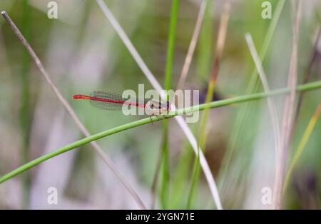 Kleine rote Damselfliege oder kleiner Einzelhandel oder kleine rote Damsel männlich - Ceriagrion tenellum Stockfoto