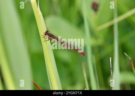 Kleine rote Damselfliege oder kleiner Einzelhandel oder kleine rote Damsel männlich - Ceriagrion tenellum Stockfoto