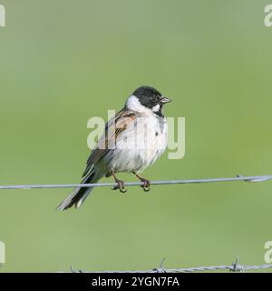 Schilfffahne (Emberiza schoeniclus) männlich sitzend auf einem Drahtzaun, singvogel, Wildtiere, Ochsenmoor, Naturpark Duemmer See, Huede, Niedersachsen, Deutschland Stockfoto