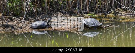 Zwei Schildkröten am Ufer eines Gewässers, Schildkröten, links, Europäische Teichschildkröte (Emys orbicularis), rechts, Kaspische Schildkröte (Mauremys caspica) Stockfoto