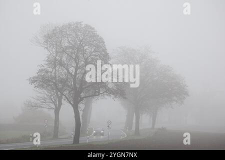 Bei eingeschaltetem Licht fährt ein Auto auf einer mit Bäumen bewachsenen Landstraße in dichtem Nebel, Neugarten, Brandenburg, 06.11.2024, Neugarten, Marke Stockfoto