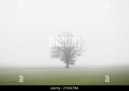 Ein freistehender Baum steht auf einem Feld in dichtem Nebel, Markee, Brandenburg, 06.11.2024. Brandenburg, Deutschland, Europa Stockfoto