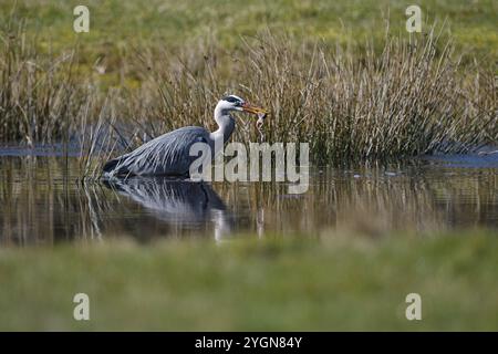 Graureiher (Ardea cinerea), Jagd, mit gefangenem Gemeinen Frosch, Naturschutzgebiet Dingdener Heide, Nordrhein-Westfalen, Deutschland, Europa Stockfoto