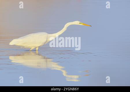 Großreiher (Ardea alba), Spaziergang durch das Wasser der Ostsee, Jagd, Wildtiere, Reiher, Wasservögel, Ostseeküste, Fehmarn-Insel, East Hol Stockfoto