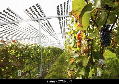 Solaranlage im Weinberg, Solarzellen, Solarmodule, Solarkraftwerk, Photovoltaikanlage, Blankenhornsberg, nahe Ihringen, Kaiserstuhl, Baden-Wi¿½ Stockfoto