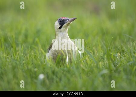 Grünspecht (Picus viridis), Jungvogel auf der Wiese, Rosensteinpark, Stuttgart, Baden-Württemberg, Deutschland, Europa Stockfoto