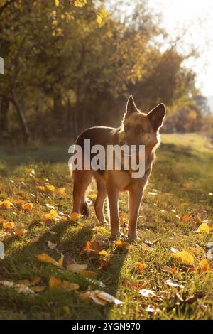 Entzückender deutscher Schäferhund im grünen Gras, Sommer im Freien Stockfoto