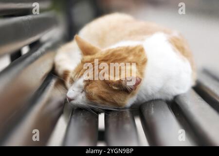 Niedliche rote, streunende Katze schläft auf einer Bank in der Altstadt von Kotor, Montenegro, Europa Stockfoto