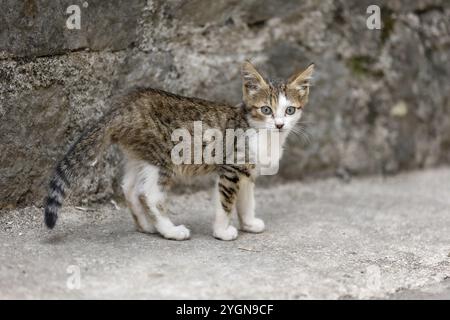 Niedliches streunendes Kätzchen auf einem Bürgersteig in der Altstadt von Kotor, Montenegro, Europa Stockfoto