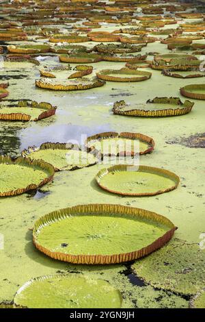 Teich, riesige Seerosen, Victoria, Victoria Pflanze (Nymphaeaceae), Sir Seewoosagur Ramgoolam Botanical Garden, SSR Botanical Garden, auch Pamplemousse Stockfoto