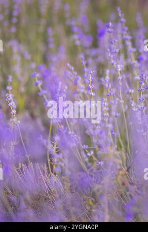Violett-violette Lavendelfeld-Nahaufnahme. Blüten in Pastelltönen auf weichem Hintergrund Stockfoto