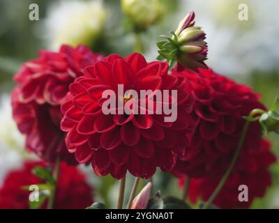 Intensive rote Dahlienblüten in detaillierter Nahaufnahme, legden, münsterland, deutschland Stockfoto