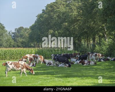 Eine Gruppe Kühe liegt und weidet friedlich auf einer grünen Wiese unter Bäumen, Bredevoort, achterhoek, niederlande Stockfoto