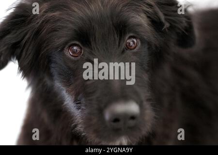 Schwarzer Hund kreuzt Welpe, schaut in die Kamera, Nahaufnahme Porträt Stockfoto