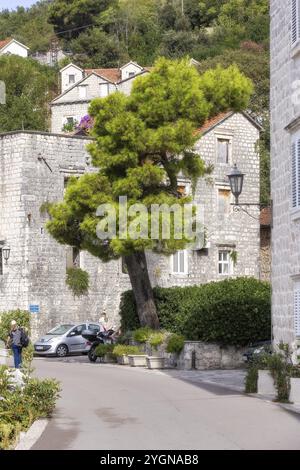 Perast, Montenegro, 21. September 2023: Blick auf die Straße im Sommer in der Altstadt und den Bäumen, Europa Stockfoto