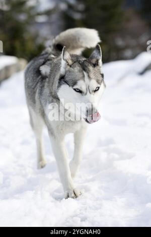 Hund Sibirisches Husky Porträt, gehen und zeigen Zunge, Schnee Winterwald Stockfoto