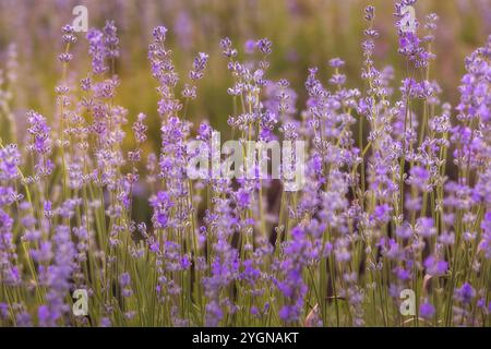 Violett-violette Lavendelfeld-Nahaufnahme. Blüten in Pastelltönen auf weichem Hintergrund Stockfoto