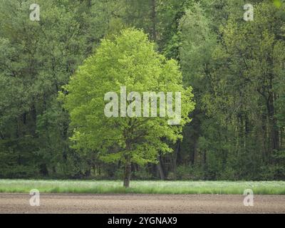 Ein einzelner grüner Baum steht auf einer Wiese vor einem Waldrand, ahaus, münsterland, deutschland Stockfoto