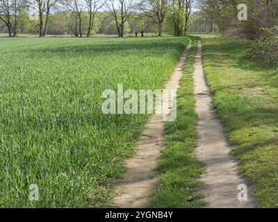 Ein Feldweg schlängelt sich entlang eines grünen Feldes mit Bäumen im Hintergrund, Dingden, Hamminenkeln, deutschland Stockfoto