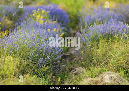 Lavendelviolette Blüten Reihen und gelbe Wildblumen aus nächster Nähe, Sommerfeld Stockfoto