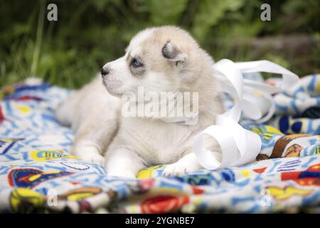 Sibirischer Husky Hundewelpe, der draußen auf einer Decke im Gras liegt Stockfoto