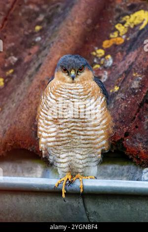 Nahaufnahme eines sparrowhawk (Accipiter nisus) auf einem moosigen Dachziegel, Wismar, Mecklenburg-Vorpommern, Deutschland, Europa Stockfoto