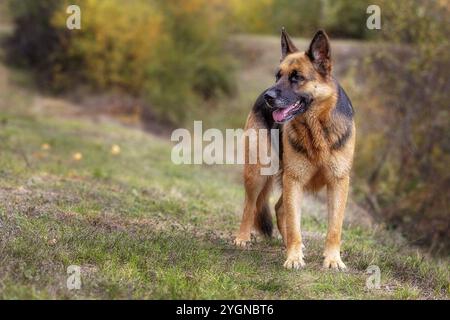 Entzückender deutscher Schäferhund im Gras stehend, Nahaufnahme Porträt Stockfoto