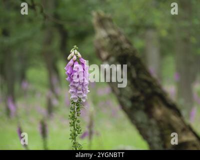 Nahaufnahme einer lila Fuchshandschuhblume vor einem verschwommenen Baumstamm, diersfordt, wesel, deutschland Stockfoto