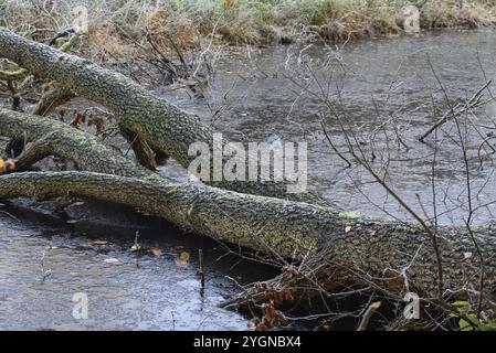 Umgefallener Baumstamm, der im Herbst über einem kleinen Gewässer lag, Borken, Nordrhein-Westfalen, Deutschland, Europa Stockfoto