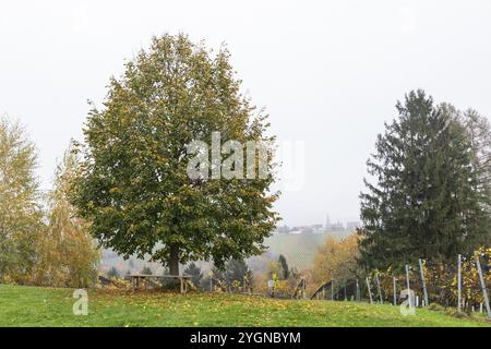 Herbstatmosphäre, Baum mit Laubfärbung, Weinberg im Nebel, Sausal, Steiermark, Österreich, Europa Stockfoto