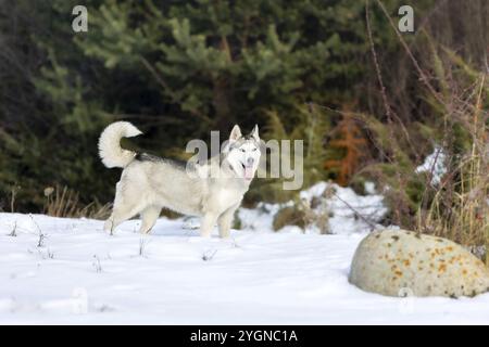 Hund Sibirisches Husky Porträt, stehend und zeigt Zunge, Schnee Winterwald Stockfoto