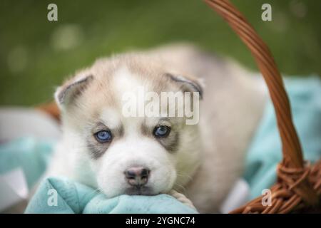 Süße Siberian Husky Welpen mit blauen Augen in den Korb Stockfoto