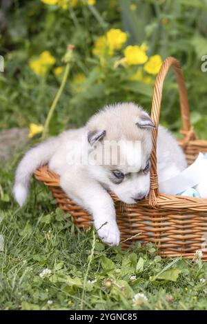 Süße Siberian Husky Welpen mit blauen Augen in den Korb Stockfoto