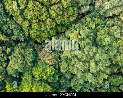Von oben nach unten auf Bäume in einem Wald in England Stockfoto