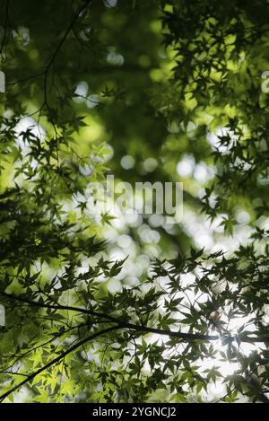 Die Sonne scheint im Herbst durch die Blätter des Fächerahorns (Acer palmatum), der in Japan Momiji genannt wird. Der 150 Meter lange Momiji-Korridor in Fujik Stockfoto