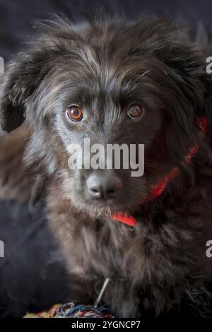 Schwarzes Hundewelpen mit rotem Halsband und Nahaufnahme auf schwarzem Hintergrund Stockfoto