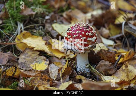 Jungfliegenpilz (Amanita muscaria) in Herbstblättern, Belicke, Sachsen-Anhalt, Deutschland, Europa Stockfoto