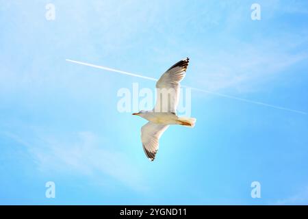 Weiße Kondensspur von Flugzeug und Möwe auf blauem Himmel, der in eine Richtung fliegt. Konzepthintergrund fliegen zusammen hoch, reisen Stockfoto