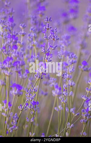 Violett-violette Lavendelfeld-Nahaufnahme. Blüten in Pastelltönen auf weichem Hintergrund Stockfoto