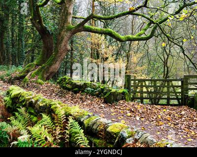 Herbstbaum auf der Midgehole Road Hebden Bridge West Yorkshire England Stockfoto