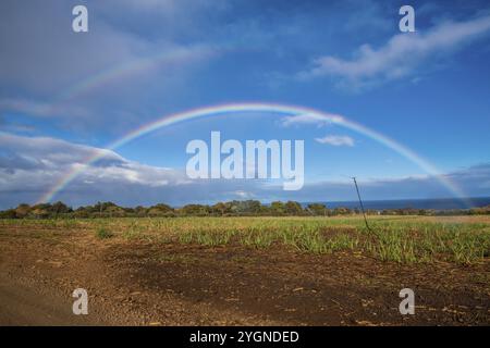 Zuckerrohr (Saccharum officinarum), Feld, Regenbogen, Indischer Ozean, Insel, Mauritius, Afrika Stockfoto