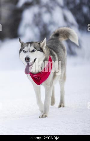 Hund Sibirischer Husky mit rotem Schal Porträt, Gehen und Zeigen der Zunge, Schnee Winterwald Stockfoto