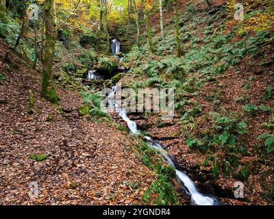 Wasserfall durch Herbstwälder bei Hardcastle Crags in der Nähe der Hebden Bridge West Yorkshire England Stockfoto