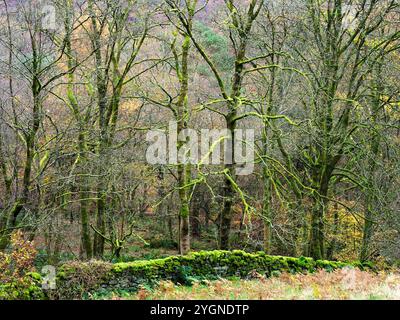 Herbstbäume und eine moosige Mauer entlang der Midgehole Road in der Nähe der Hebden Bridge West Yorkshire England Stockfoto